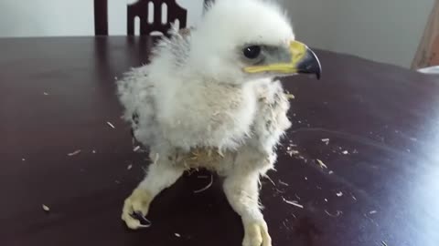 Feeding Baby Eagle