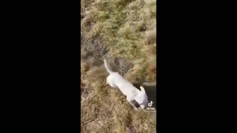 Small dog running of the hill and fall, try not to laugh 😂🤣