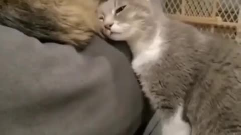 Funny cat videos can't stop laughing hilarious