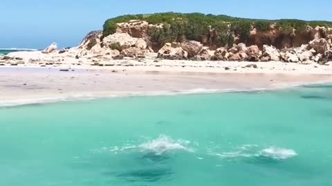 Sea lions in WA enjoy frolicking with a snorkeler