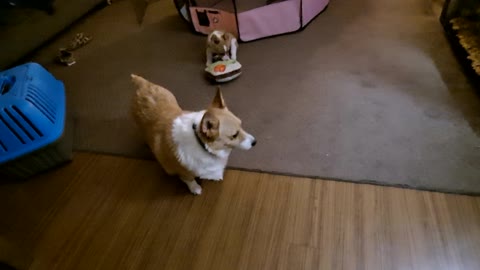 Corgi patience