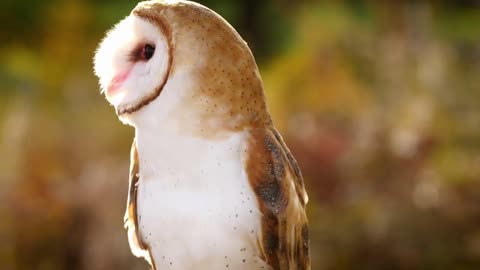 Barn Owl | Birds | Wildlife
