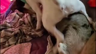 Dog Kicks New Friend Off Bed