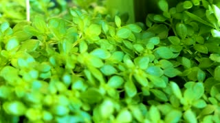 PLANT: Tiny Leaves