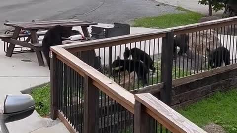 A Family of Bears Visited Our Cabin