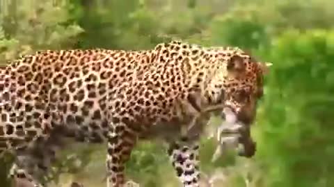 Gorilla Mother Trying To Save Her Baby From The Leopard But Poor Baby Gorilla Fails.