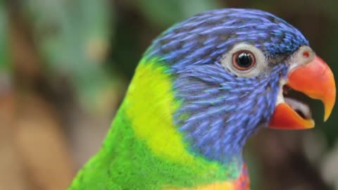 Cute parrot parrot