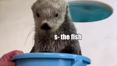 Funny Inspector Otter in Action