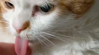 Helping Porkchop the Cat 'Reset' His Long Tongue