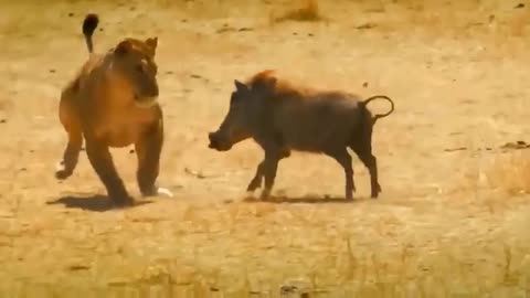 Leopard vs Wild Boar Showdown: 30 Unbelievable Moments of Predatory Failure!"