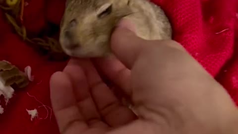 Watch How PrairieDog Greets it's Owner