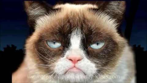 Hilarious Grumpy Cat Birthday Serenade - MUST SEE!