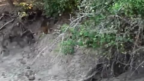 Baboons VS A Leopard - Group Baboon Attack Leopard.....!!!!!