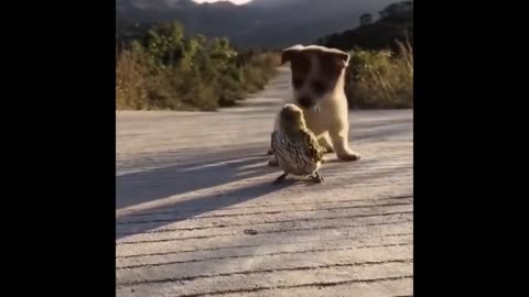Cute and funny animal video 😍🥰🥰