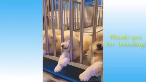 Best Funny Animal Videos of the year 2024, funniest animals ever relax with cute animals video