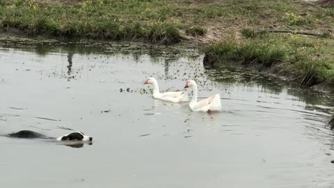 Corgi Probably Won't Catch Any Geese