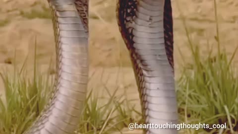 #snake #beautiful #animals #nature