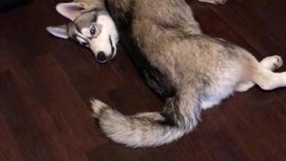 Husky Hates His Tail