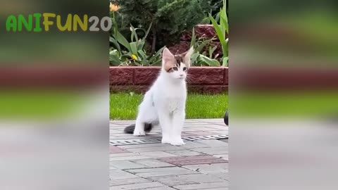 best funniest animal videos 2023🤣 | funny cat videos😹 | funny dogs videos🐶 Ep.4
