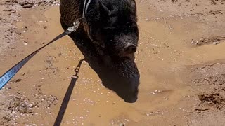 Pig Plays in Mud Puddle