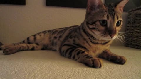 Adorable Bengal Kitten Purr Meow