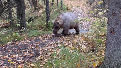 Holly the Blonde Bear Lookin Chonky on Trail in Katmai National Park