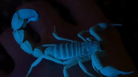 Scorpions under UV