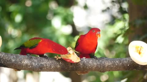 Eclectus parrot