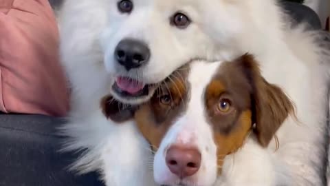 HUGS ALL DAY! These dogs love to hug plzz respect animal