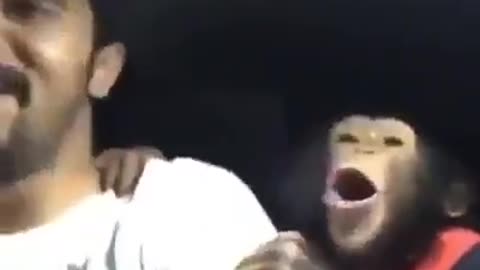 Hear what the monkey says to a friend who won't stop laughing, hahaha