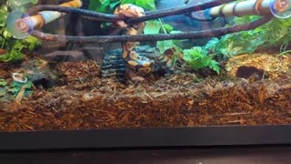 Royal Ball Python Consumes Meal Upside down!