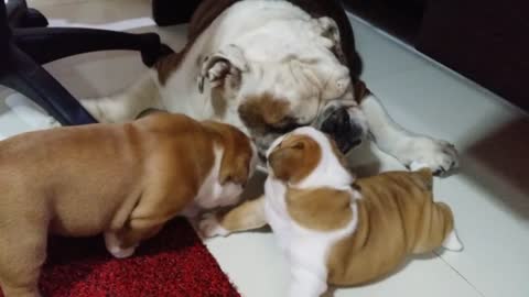 Bulldog Puppies Play Fighting with Dozer