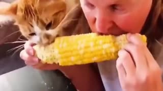 Best Funny Animal Videos 2022 - Funniest Cats And Dogs Video