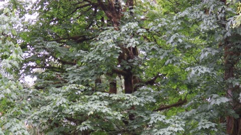 Bigleaf Maple Trees