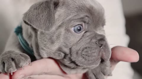 Lilac French Bulldog Puppies