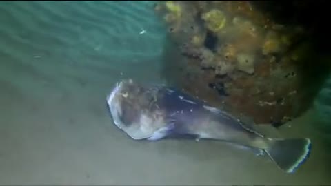 Stargazer Fish Bury Themselves While Waiting For Small Fish