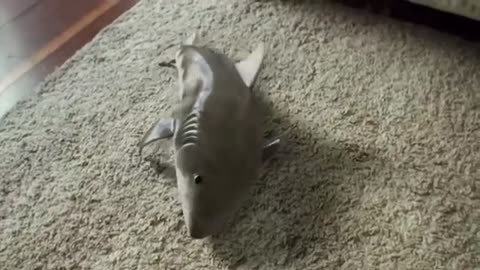 Shark Video