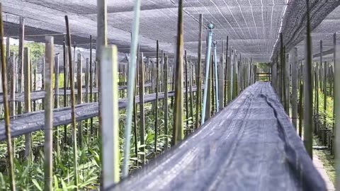 Amazing Orchid Flower Cultivation with Coir - Orchid farming Technique and Harvesting in Greenhouse