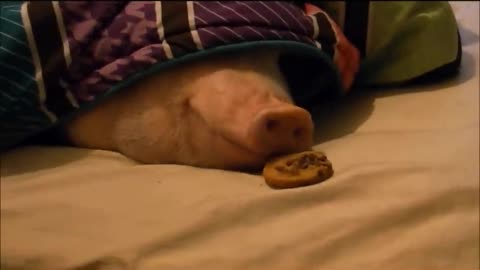 Sleeping Pig Wakes Up for a Cookie!