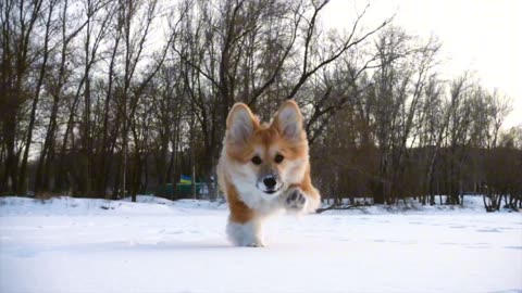Little dog running in slow motion