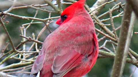 Cardinal