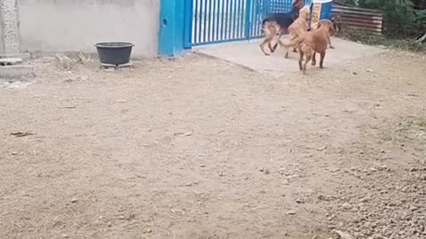 play with my dogs