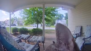 Kitty Rings Doorbell to Come Inside