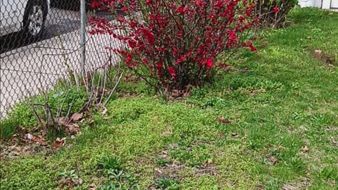 Red plant