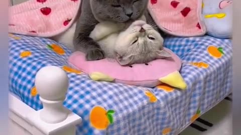 Cat love you, honey kiss me