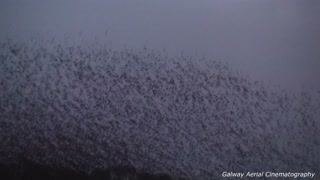 Murmuration of starlings takes place on Ireland's west coast