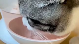 water dispenser for kittens!