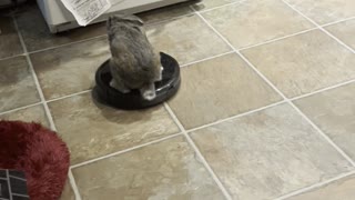 Rabbit Rides Around on Robot Vacuum