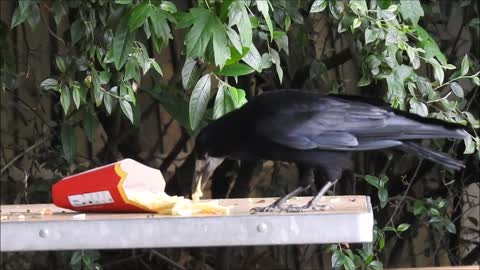 Day 26 of #30DaysWild 2021 - One person's loss (of fries) is a Rook's gain!