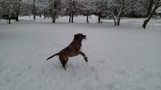 Ski Dog Catching Snowballs